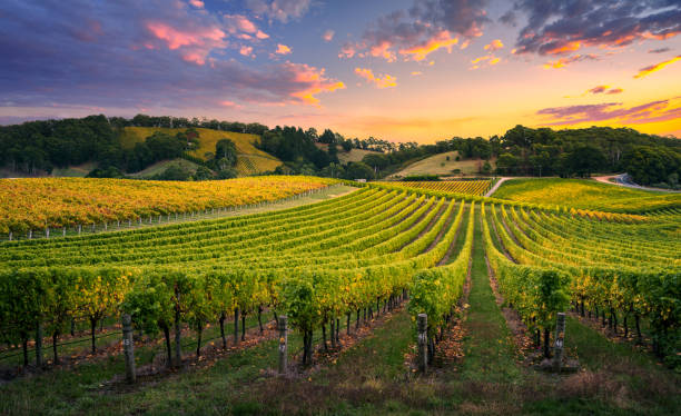 Vineyard rows in sunset